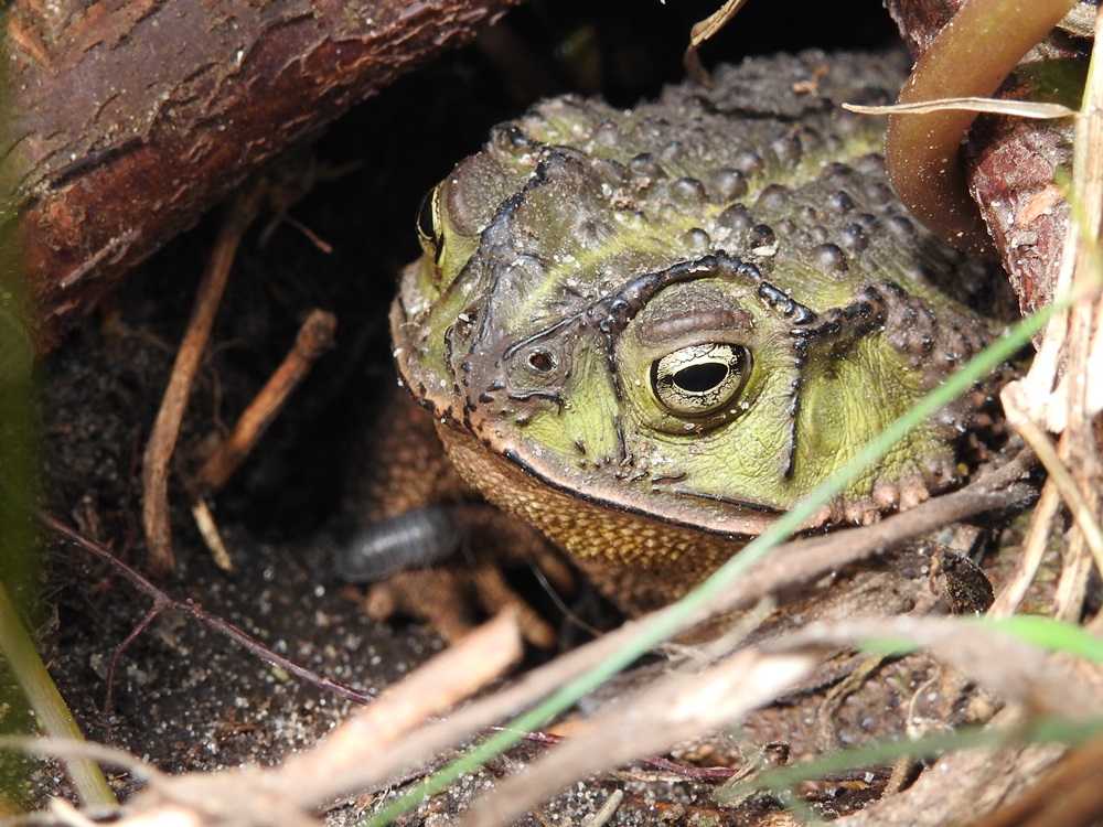 Photo Sapito Cavador