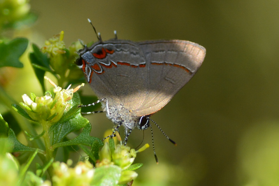 Photo Frotadora Oscura Común