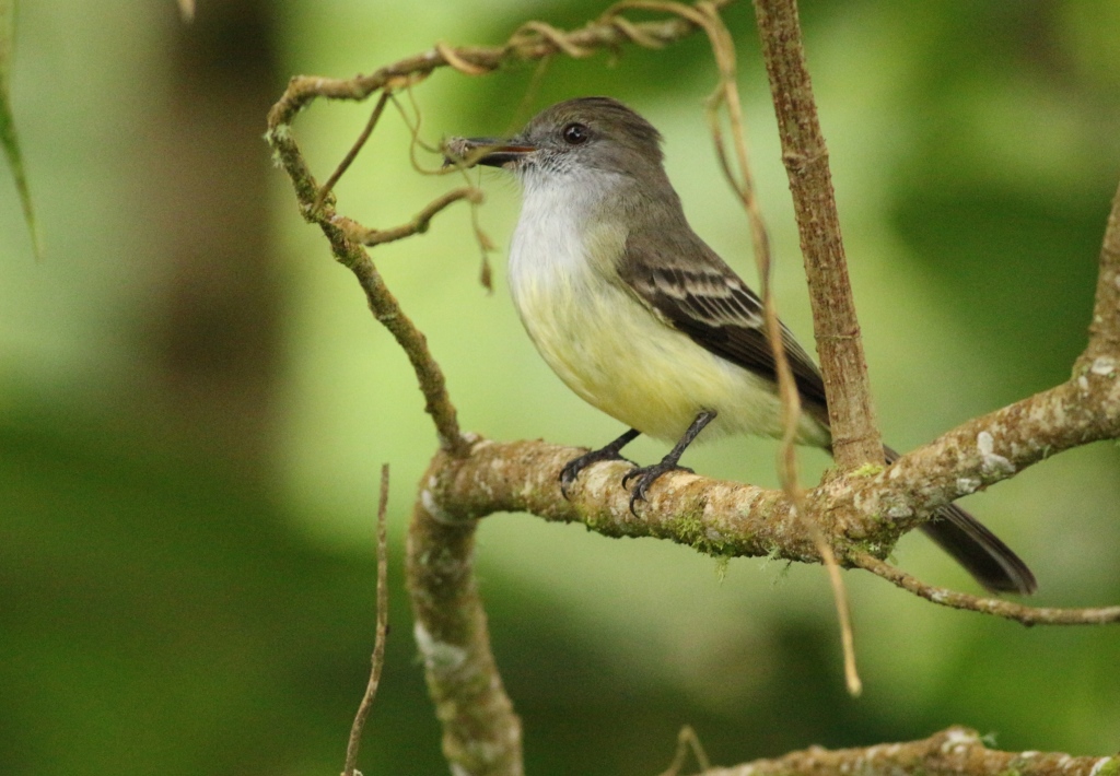 Foto Atrapamoscas Montañero