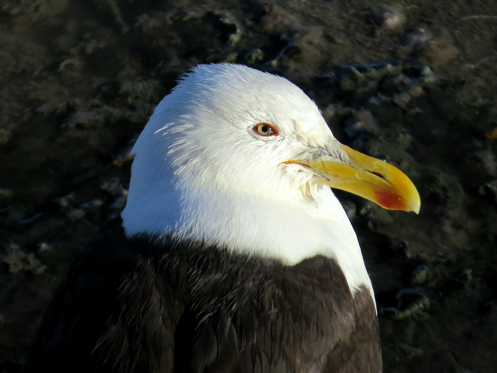 Foto Gaviota Cocinera