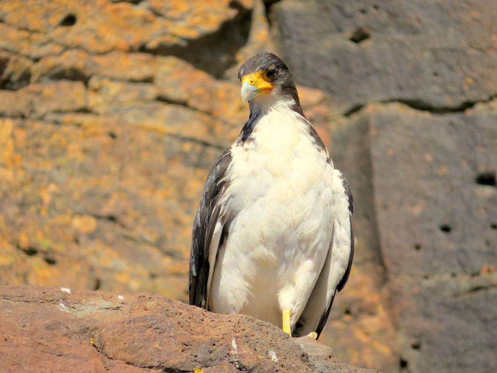 Foto Matamico Blanco