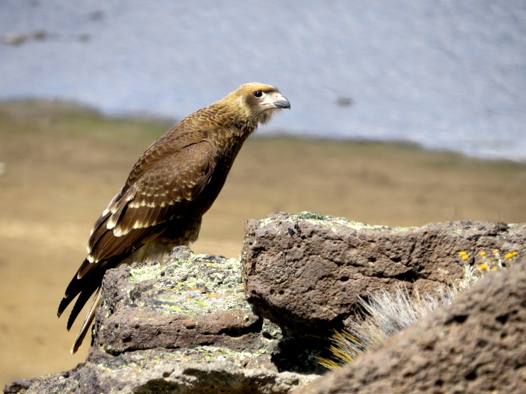 Foto Matamico Blanco