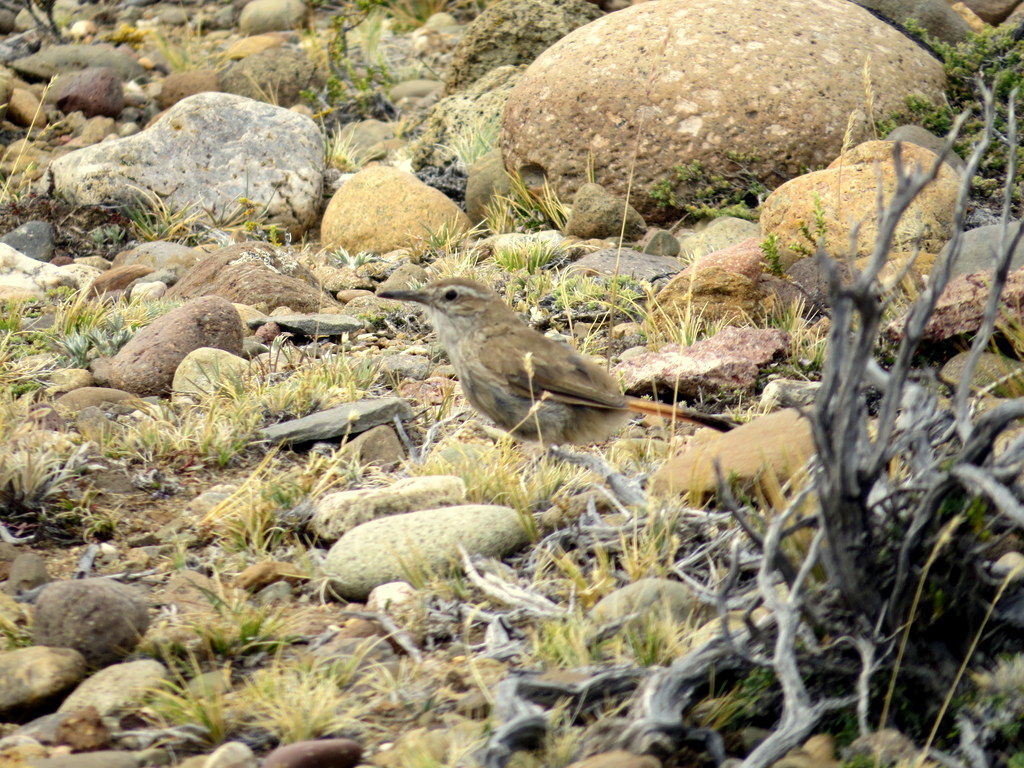 Foto Bandurrita Patagónica