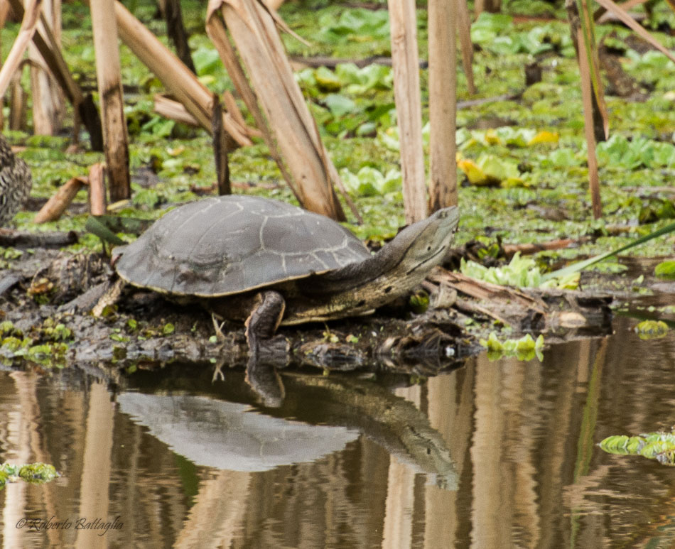 Photo Tortuga de Laguna