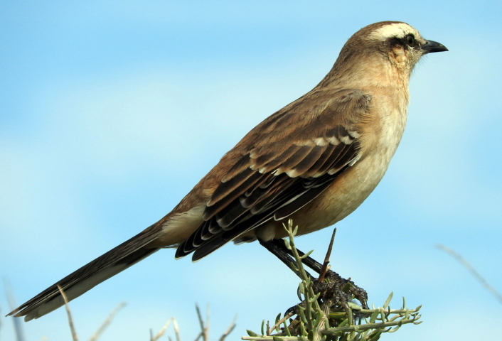 Photo Calandria Grande