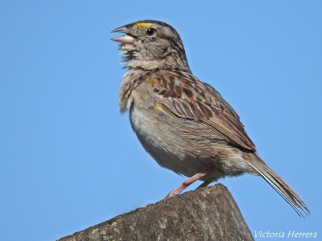 Foto Cachilo Ceja Amarilla