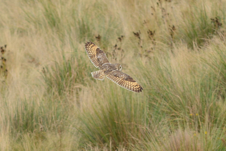 Photo Lechuzón Campestre