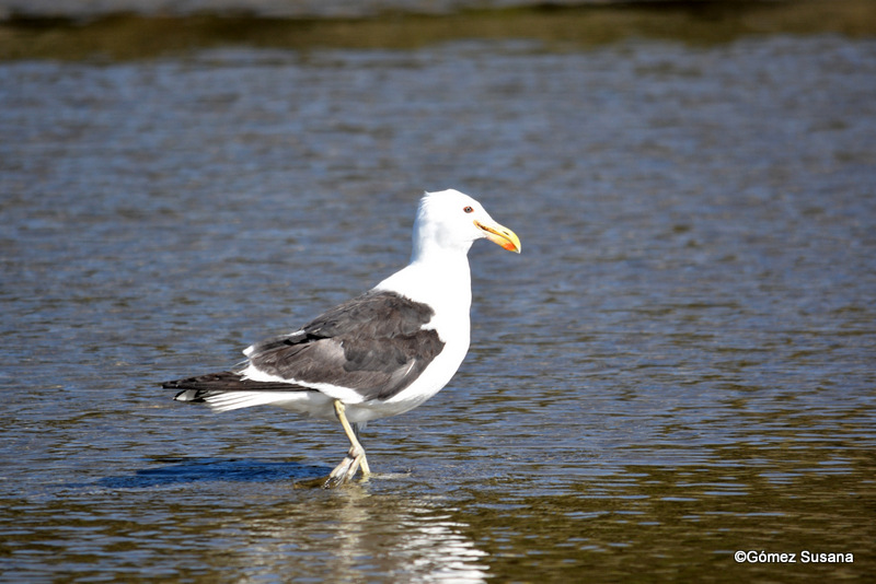 Foto Gaviota Cocinera
