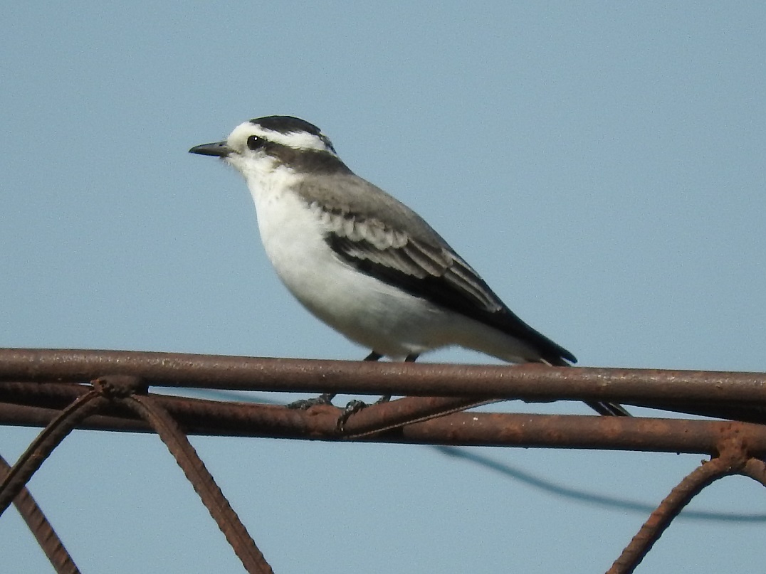 Foto Monjita Coronada