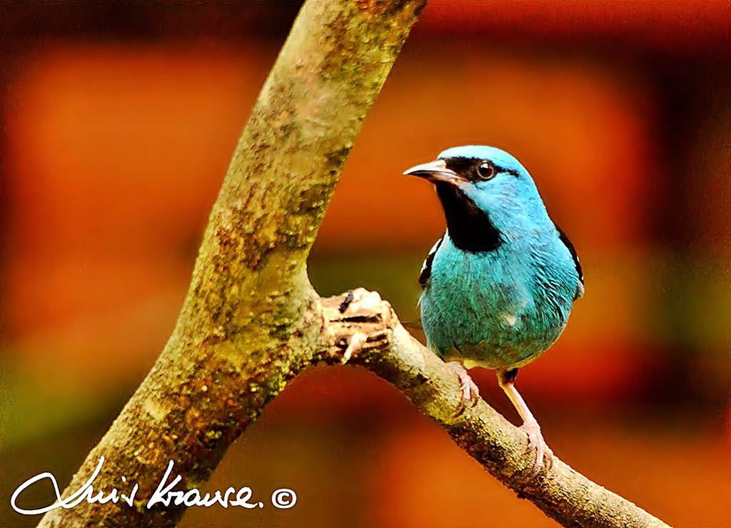 Photo Saí Azul