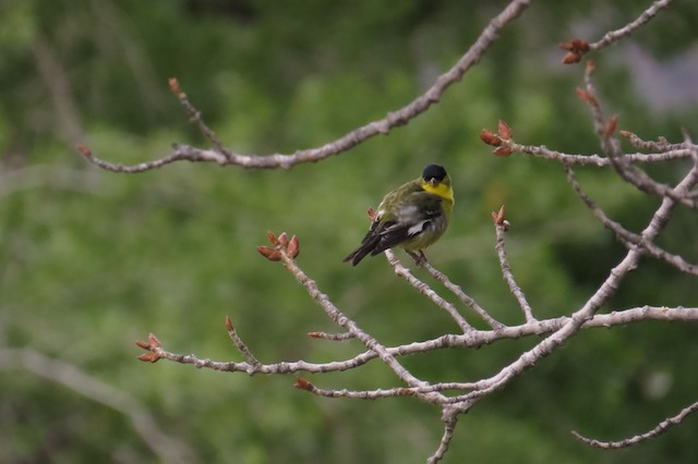 Foto Jilguero Aliblanco