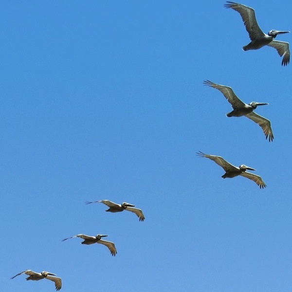 Photo Pelícano Pardo