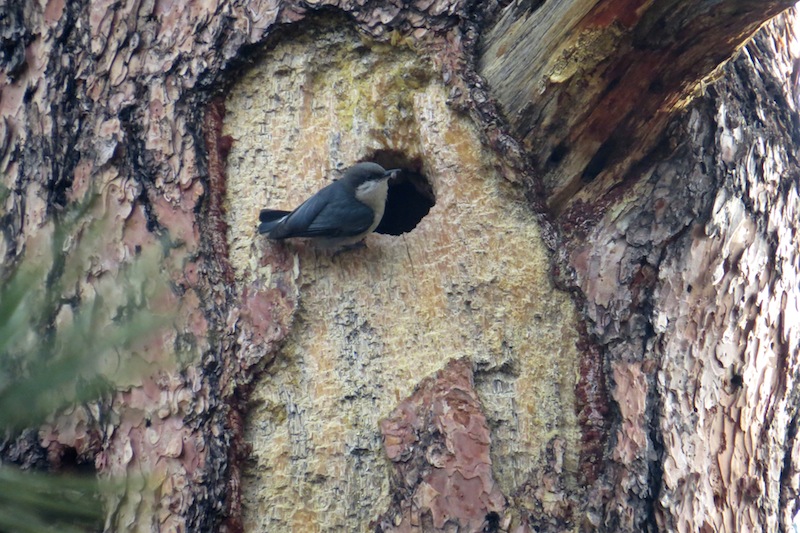 Foto Saltapalo Enano