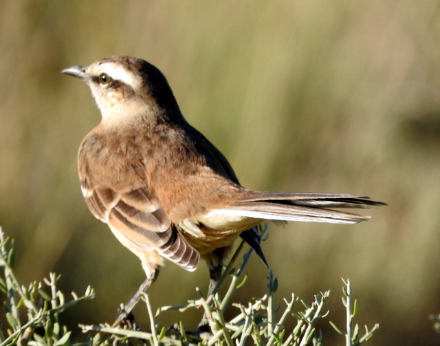 Photo Calandria Grande
