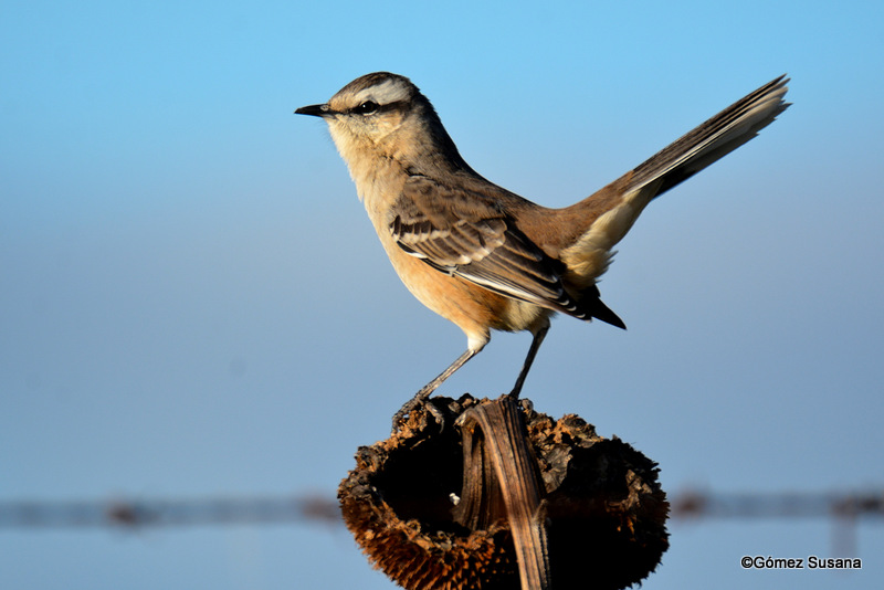 Foto Calandria Grande