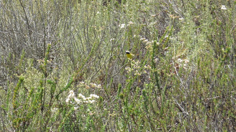 Foto Arañero de Vincha