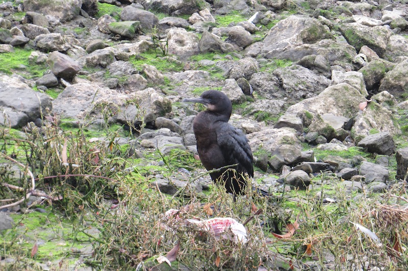 Foto Cormoran Grande