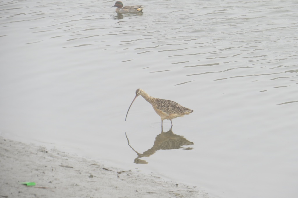 Foto Zarapito Americano