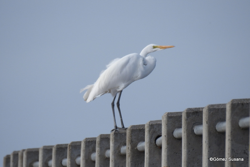 Foto Garza Blanca