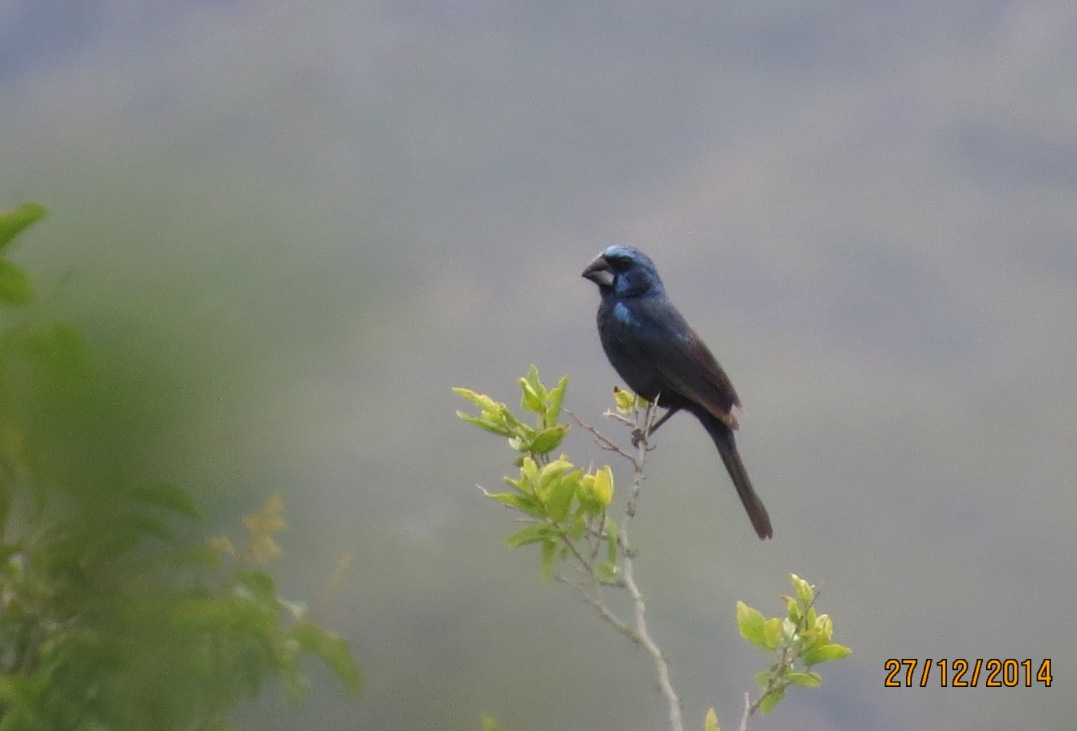 Foto Reinamora Grande