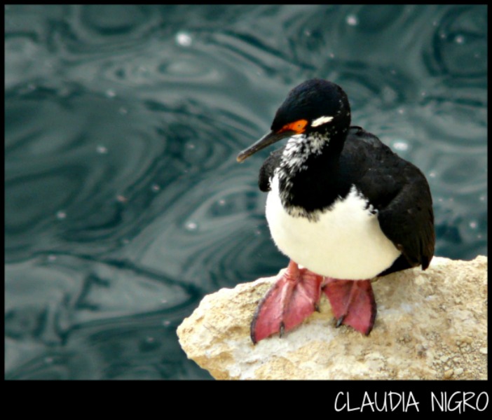 Photo Cormorán Cuello Negro