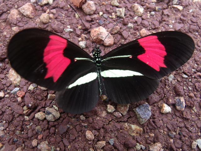 Foto Almendra Común