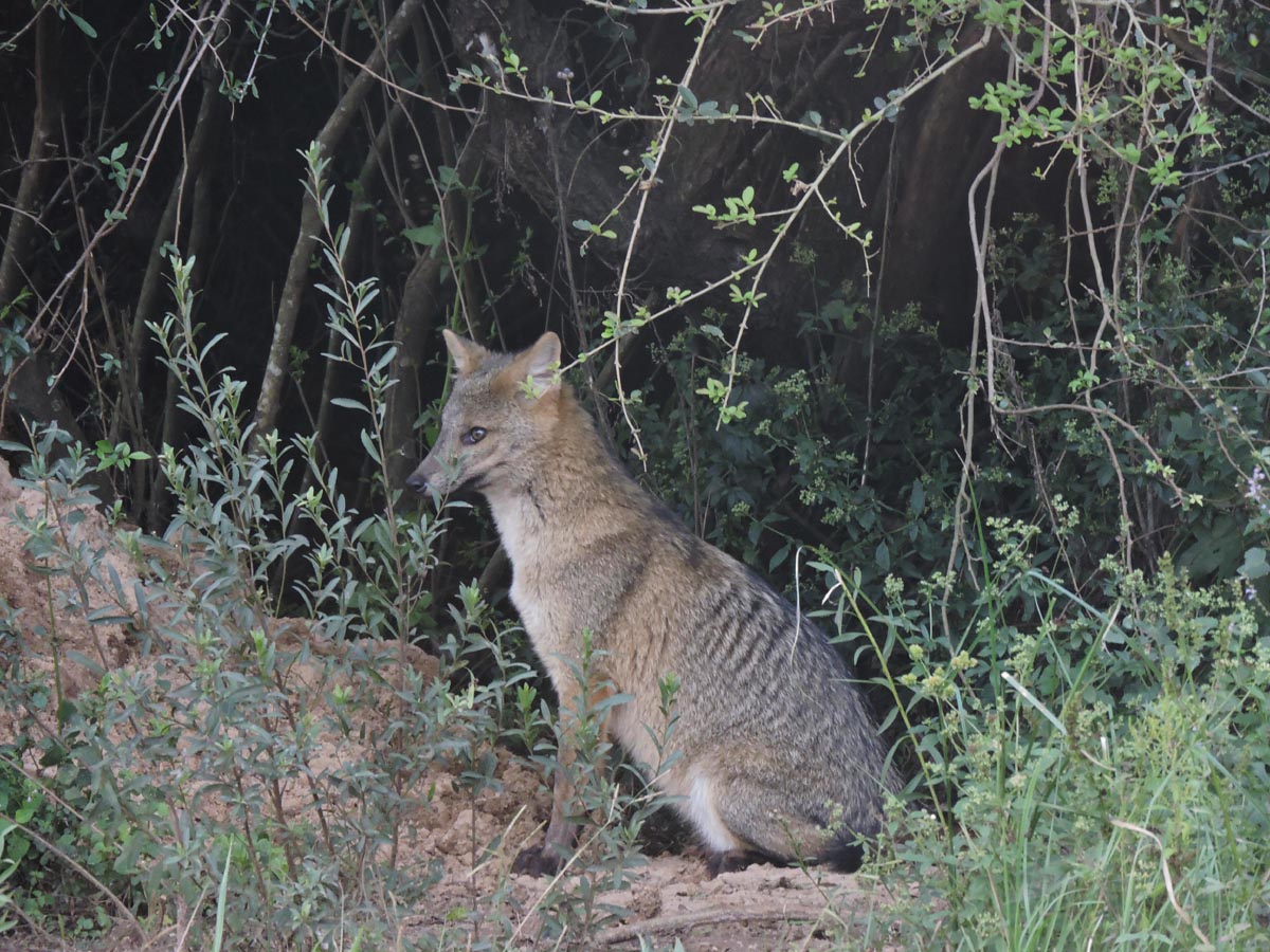 Foto Zorro de Monte