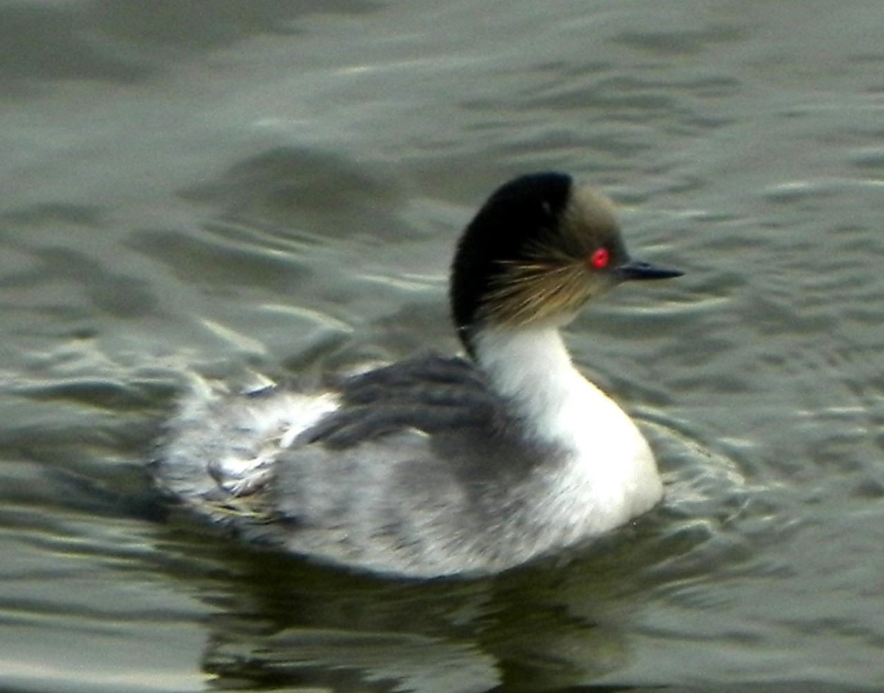 Photo Macá Plateado