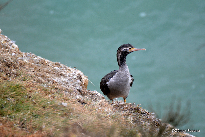 Foto Cormorán Moteado