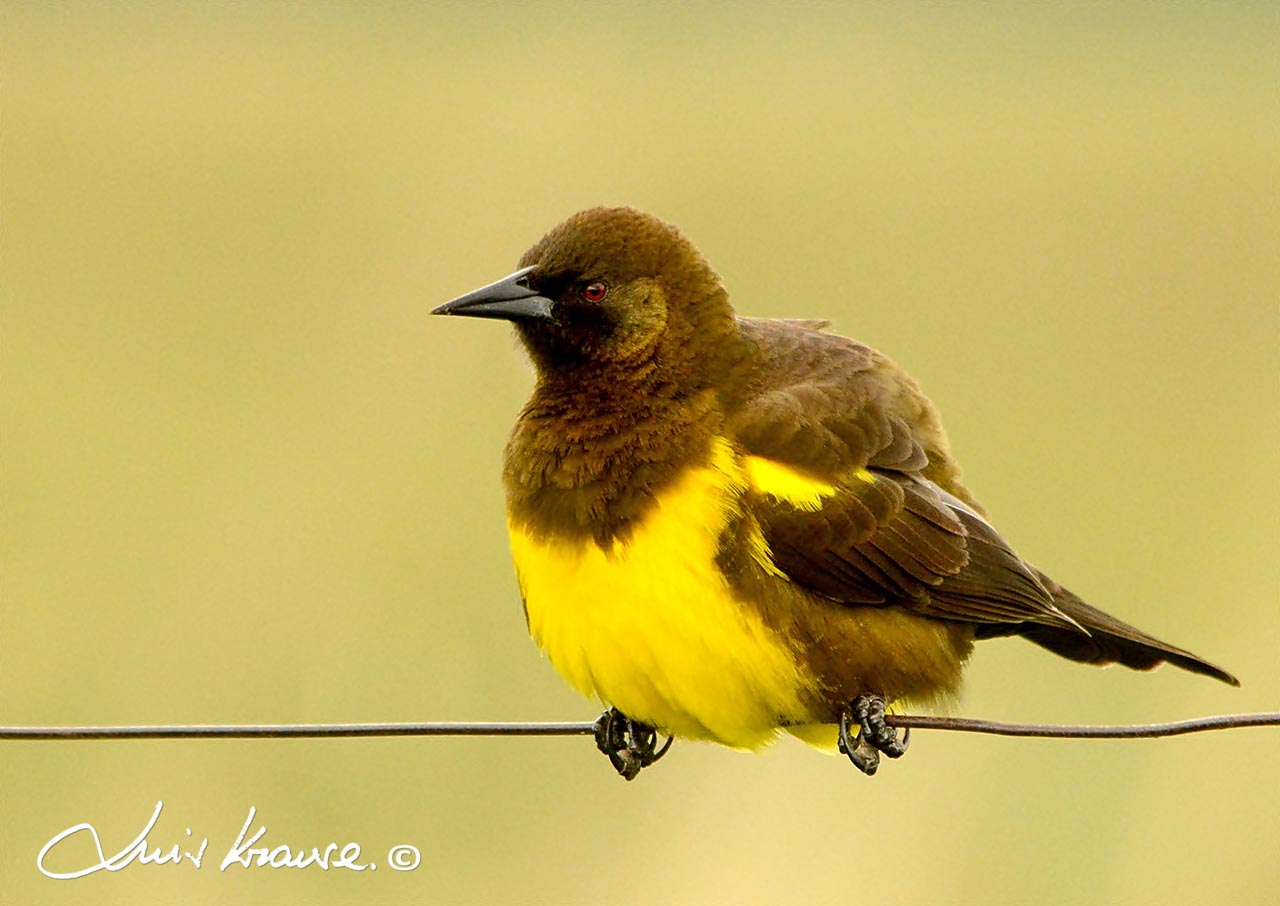 Photo Pecho Amarillo Común