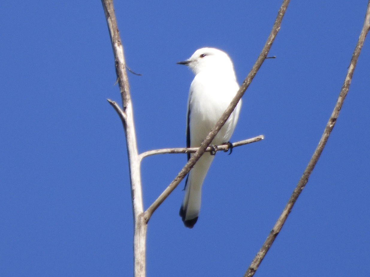 Foto Monjita Blanca
