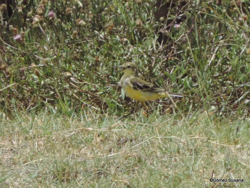 Foto Lavandera Boyera