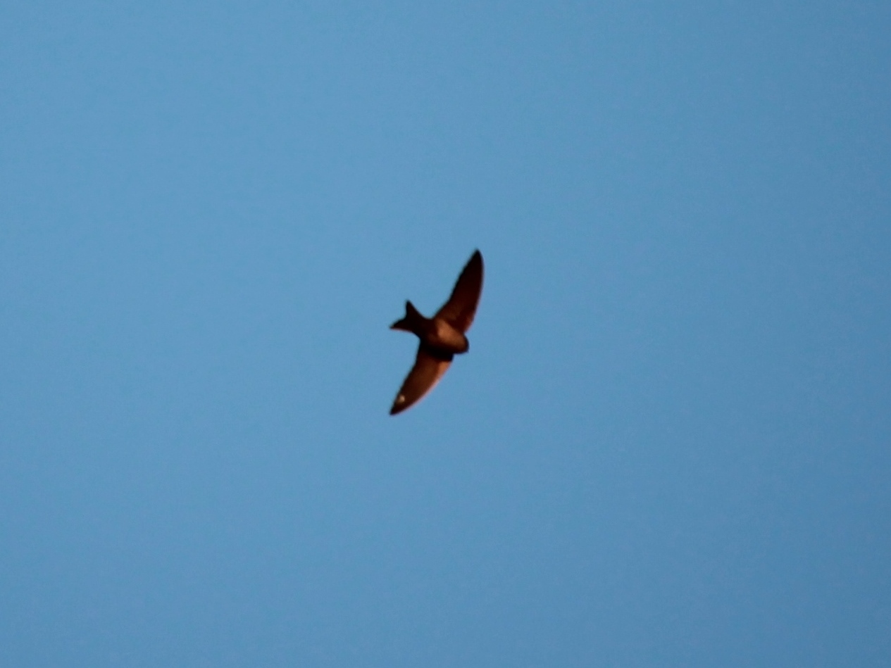 Foto Golondrina Barranquera