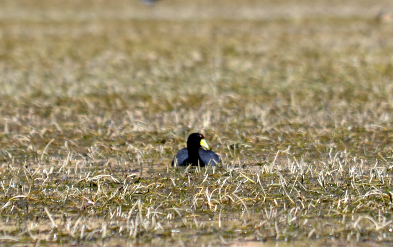 Foto Gallareta Andina