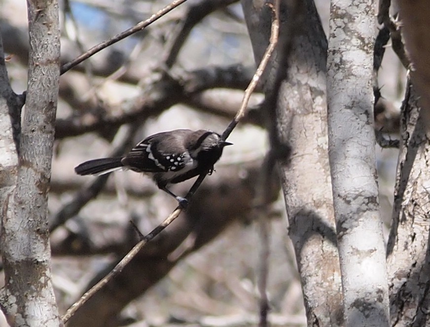 Foto Hormiguerito Coicorita Norteño