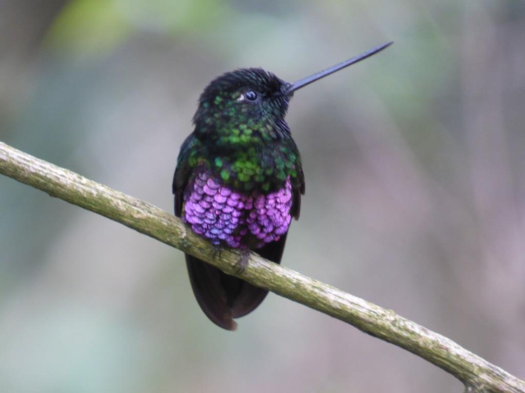 Foto Inca Buchirrosado