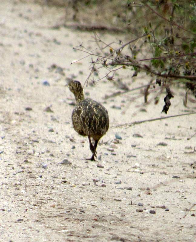 Photo Inambú Común