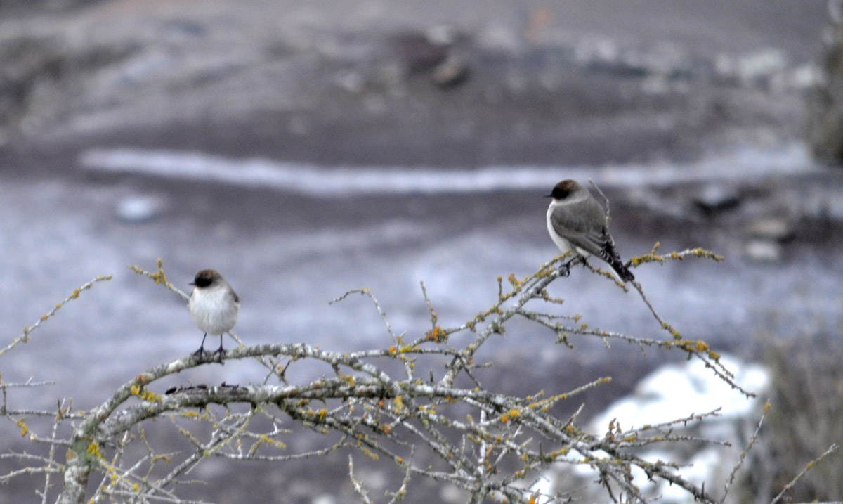 Foto Dormilona Cara Negra