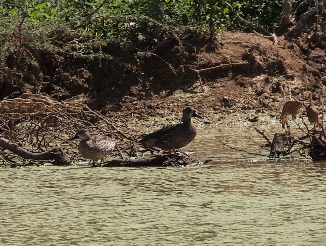 Foto Pato Media Luna