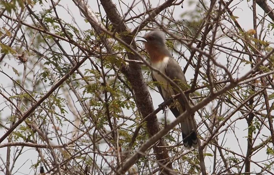Foto Cuclillo Gusanero