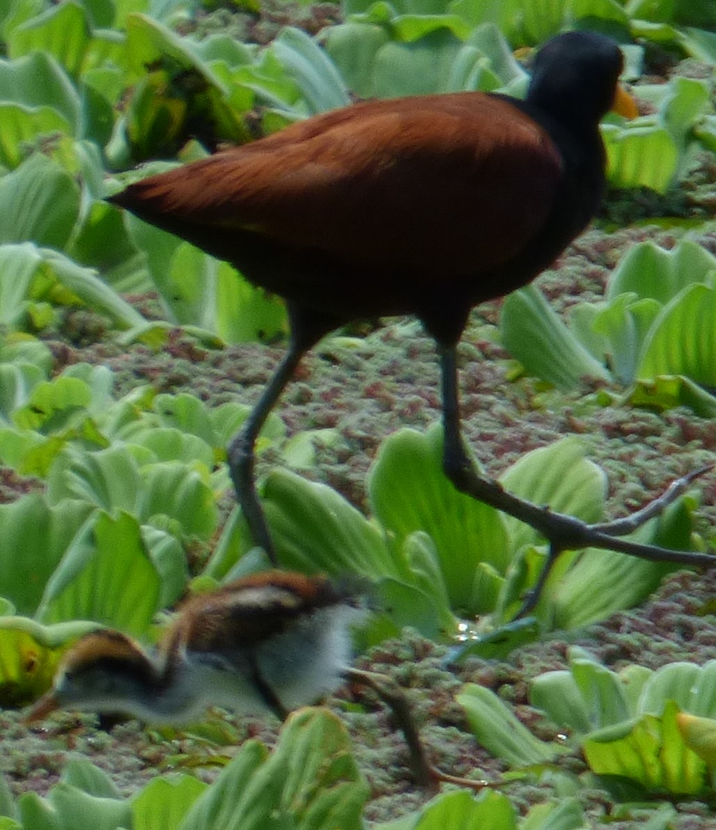 Photo Jacana