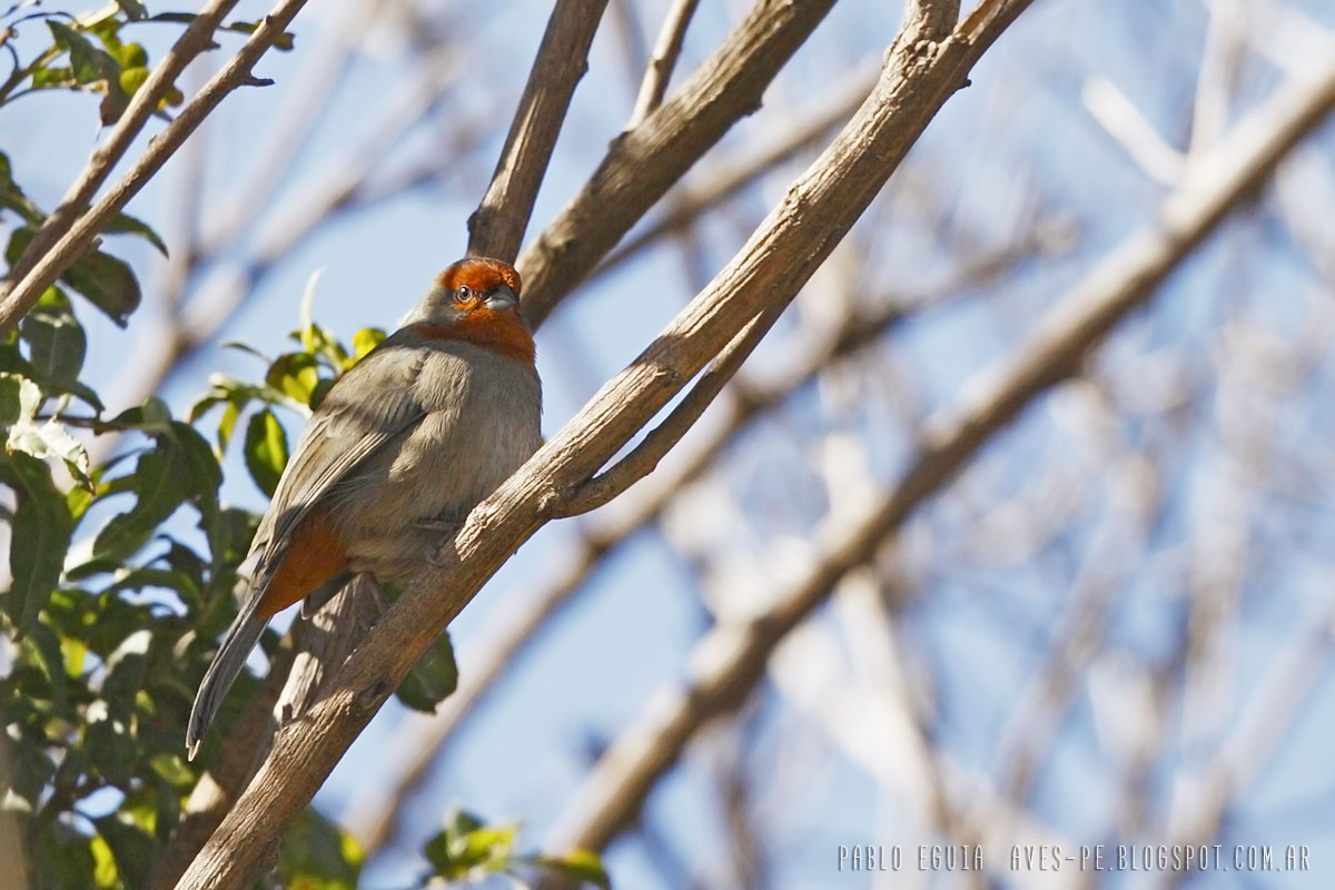 Foto Monterita Serrana