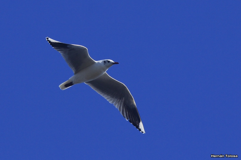 Foto Gaviota Capucho Café