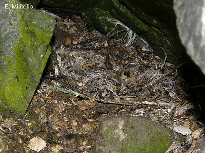 Foto Paloma Antártica
