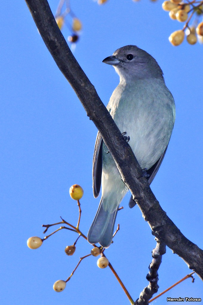 Foto Celestino Común