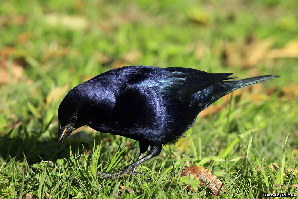 Foto Tordo Renegrido