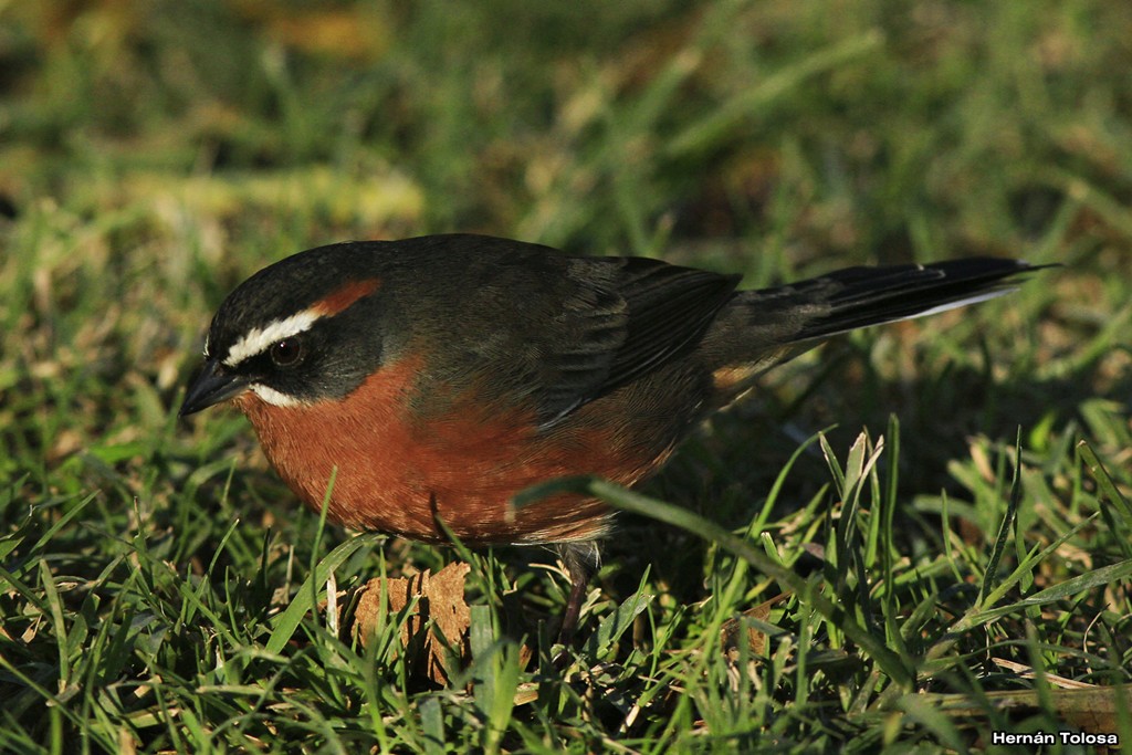 Foto Sietevestidos Común
