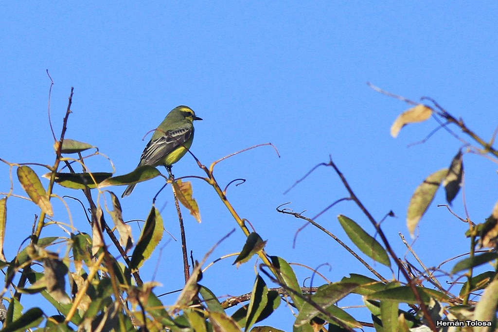 Foto Suirirí Amarillo