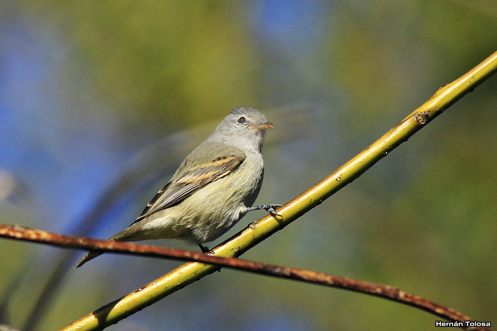 Foto Piojito Silbón