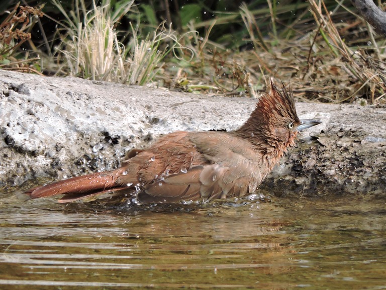 Photo Cacholote Castaño